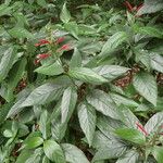 Dianthera secunda Leaf