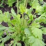 Papaver nudicaule Habitus