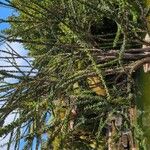 Crescentia mirabilis Hoja