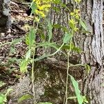 Solidago caesia Habit