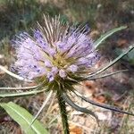 Dipsacus sativus Flor