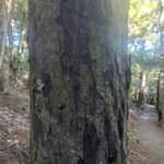 Dacrydium cupressinum Bark
