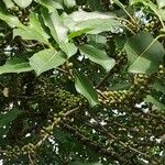 Ficus superba Hábito