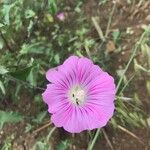 Malva punctata Kwiat