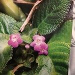 Episcia cupreata Flower