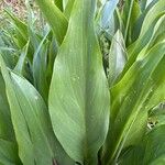 Zantedeschia rehmanniiLeaf