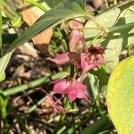 Leycesteria formosa Blüte