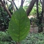 Solanum erianthum Blatt