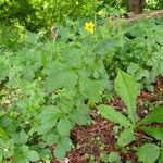 Geum urbanum Elinympäristö