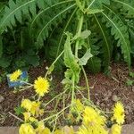 Sonchus canariensis Blüte