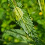 Rhinanthus alectorolophus Folio