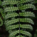 Blechnum diversifolium 葉