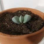 Lapidaria margaretae Hoja