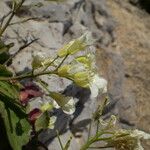 Brassica insularis Kwiat