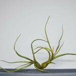 Tillandsia bulbosa Liść