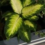 Dieffenbachia seguineΦύλλο