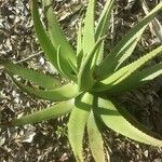 Aloe tomentosa Leaf