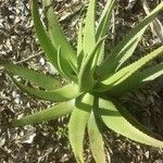 Aloe tomentosa ᱥᱟᱠᱟᱢ