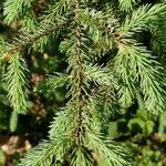 Picea mariana Blatt