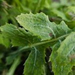 Sonchus oleraceus ഇല