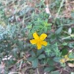 Hypericum perfoliatumBlüte