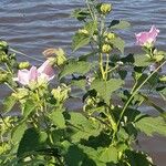 Hibiscus moscheutosFlower