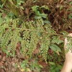 Asplenium hypomelas Blad