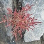 Salicornia rubra Blad