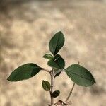 Helianthemum cinereum Leaf