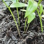 Asparagus asparagoides Rinde