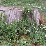 Convolvulus arvensisFlower