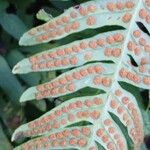 Polypodium vulgare Fruchs