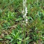 Spiranthes spiralis ശീലം