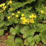 Ranunculus cortusifolius Leaf