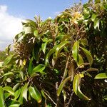 Capparis cynophallophora موطن