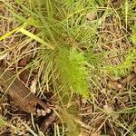 Seseli peucedanoides Hoja