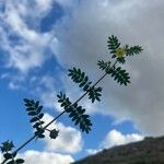 Tribulus terrestris Hoja