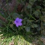 Ruellia nudiflora Floro