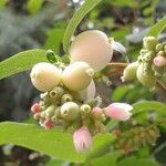 Gaultheria hispidula Frucht