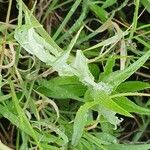 Helichrysum odoratissimum Lehti