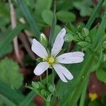 Stellaria palustris برگ