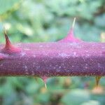 Rubus radula Escorça