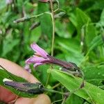 Prenanthes purpureaBloem