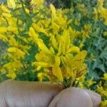 Genista tinctoriaFlower