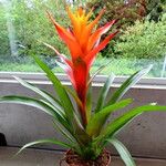 Guzmania lingulata অভ্যাস