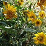 Wyethia angustifolia Hábito