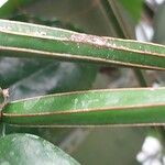 Cissus quadrangularis Kabuk