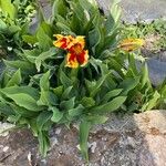 Iris barbatula Fiore