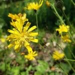 Crepis sancta Flower