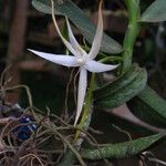 Angraecum sanfordii फूल